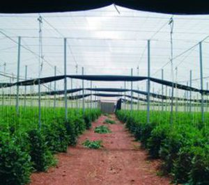 El sector hortofrutícola de Almería apuesta por la concentración