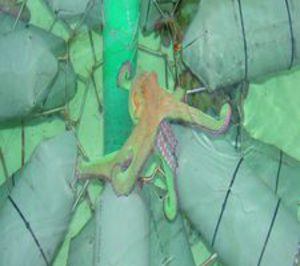 Sepides concede 11 M en ayudas a 10 empresas del sector pesquero