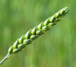 Grupo Harántico aterriza en Andalucía con una inversión de 22 M en Sevilla