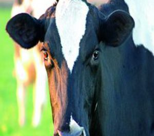 Gurelesa y Copeleche unen fuerzas en la nueva Kaiku Cooperativa