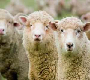 El sector cárnico ovino andaluz comienza a organizarse