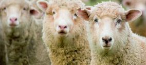 El sector cárnico ovino andaluz comienza a organizarse