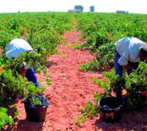 Vinos: Una campaña llena de contradicciones
