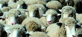 Carne de ovino: El sector sigue buscando soluciones