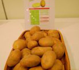 Neiker-Tecnalia presenta nuevas variedades de patata