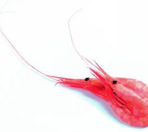 El marisco congelado abandona la cesta de la compra