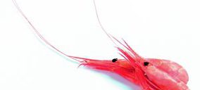 El marisco congelado abandona la cesta de la compra