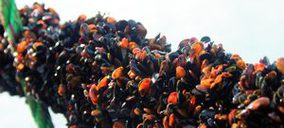 Caladero prevé cuadruplicar la facturación de Mar de la Línea en 2010