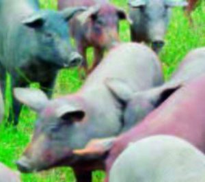 El cerdo ibérico hace crack