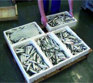 Pescados Paco sale a flote