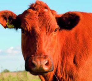 Carne de Vacuno: Cambio de tendencia