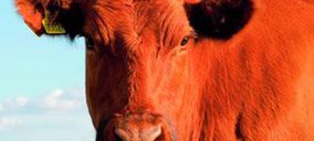 Carne de Vacuno: Cambio de tendencia