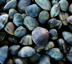 Tinamenor perfila inversiones