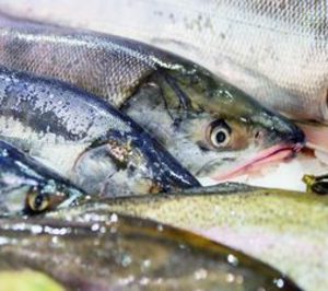 El grupo griego Andrómeda adquiere el 100% de Niordseas