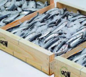 Aesan detecta un error de traducción en la normativa para productos de la pesca