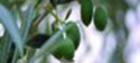 Aceites Zárate inicia el traslado a su nueva fábrica, presupuestada en 9 M