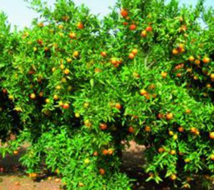 Clemensoon, nueva variedad de clementina de Anecoop
