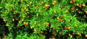 Clemensoon, nueva variedad de clementina de Anecoop