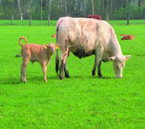 Cambio de tendencias en el sector de la carne de vacuno