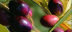 Los productores de aceite de oliva se unen
