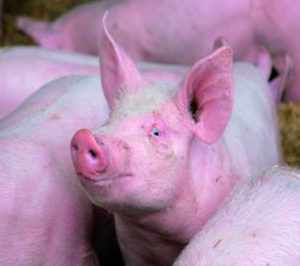 Carne de Porcino: El sector rompe las fronteras