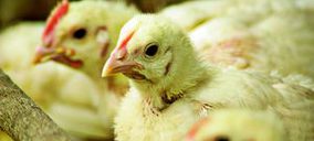 Sector avícola: Lo peor ha pasado
