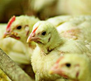 La crisis avícola provocó a Sada pérdidas de 4 M 