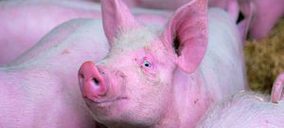 Rusia levanta la prohibición de importar carne de cerdo y elaborados a las provincias sin casos confirmados de gripe A