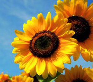 Aceites de semillas: Los precios del girasol también cayeron