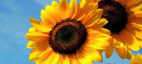 Aceites de semillas: Los precios del girasol también cayeron