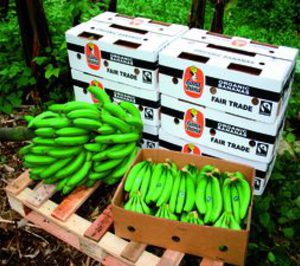 Tendencias para 2010: el año sostenible