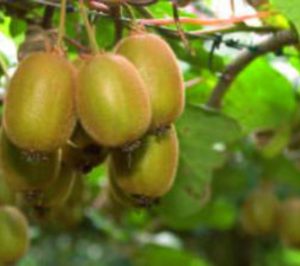 Gold Fruits proyecta su nave de manipulación mientras suma hectáreas de kiwi 