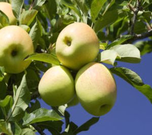 VI.P Val Venosta promocionará sus manzanas en el mercado español