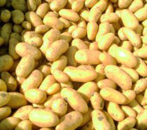 Asociafruit y CIPP alcanzan un acuerdo para promocionar la patata temprana