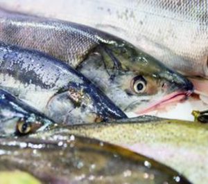 Esteros de Canela prevé inaugurar en breve su primera planta