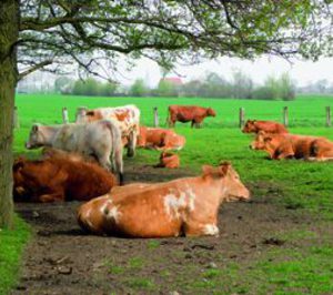 Castellana de Carnes invierte 1,5 M en un proyecto de I+D+i