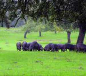 Arranca el proyecto de ibérico de Pamplonica