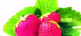 La Cámara de Comercio de Huelva promueve una fábrica de transformación y envasado