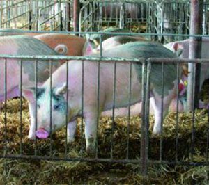 Carne de porcino: Aún más duro