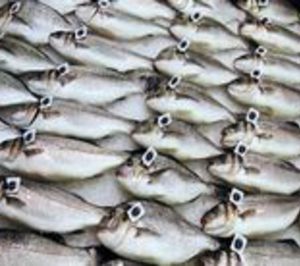 La elaboradora de productos del mar Congelados Hibero cesa actividad en Cádiz