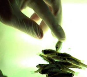 Andrómeda se hace con el 100% de Piscimar