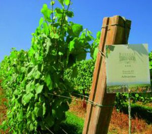 Nueva patente de Terras Gauda con el CSIC