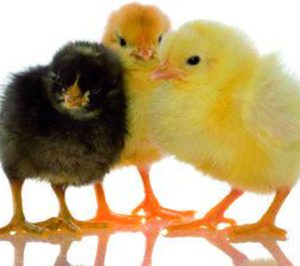 El sector avícola intenta remontar el vuelo