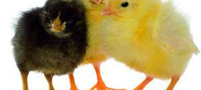 El sector avícola intenta remontar el vuelo