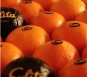 Frutas Franch presenta concurso voluntario