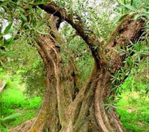 Gestión Sostenible fabricará parquet de madera de olivo
