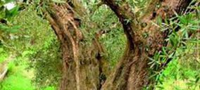 Gestión Sostenible fabricará parquet de madera de olivo