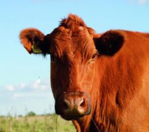 Cárnicas Rosada invierte 1,5 M en el traslado de sus instalaciones