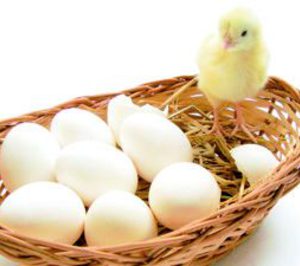 Huevos: El bienestar animal impone una reconversión