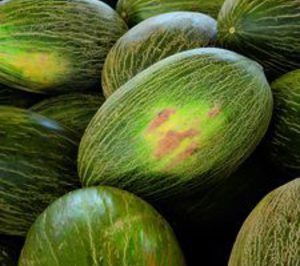 Extinguida la protección nacional transitoria de la IGP Melón de Torre Pacheco